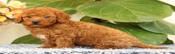 Cavapoo dogs for sale: Alvin - Ad 5