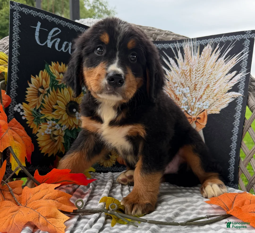 Bernese Mountain Dog dogs for sale: Corona  - Ad 2