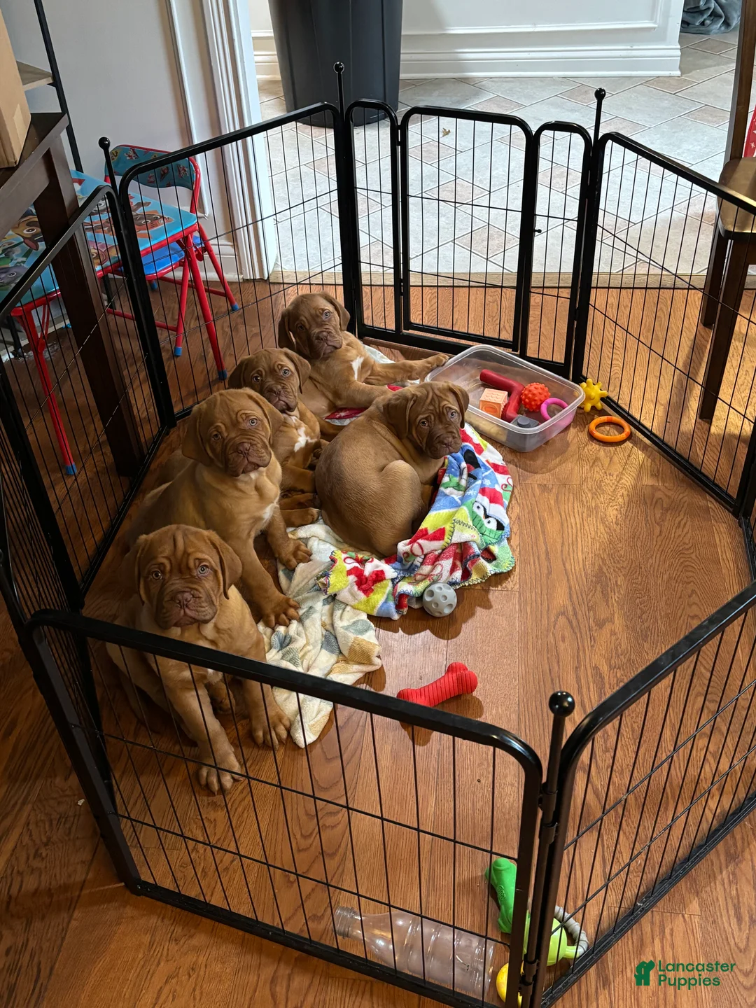 Dogue De Bordeaux dogs for sale: Dogue De Bordeaux Puppy 5 - Ad 2
