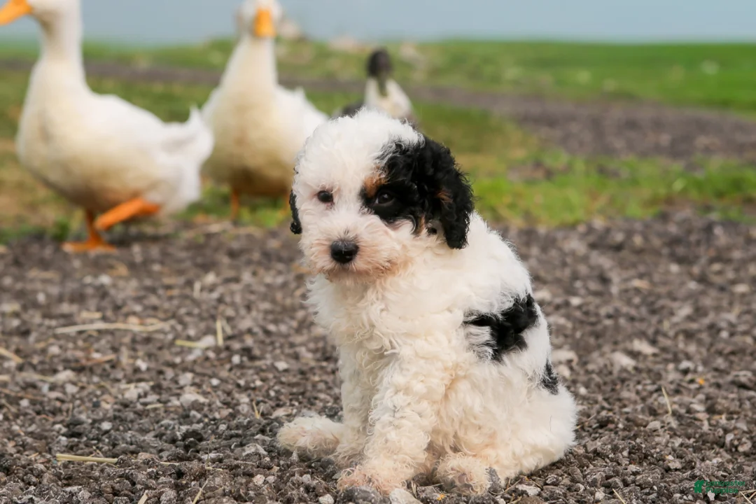 Mini Bernedoodle dogs for sale: Bismuth - Ad 2