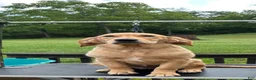 Golden Retriever dogs for sale: Morgan - Ad 5