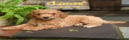 Mini Goldendoodle dogs for sale: Chip - Ad 3