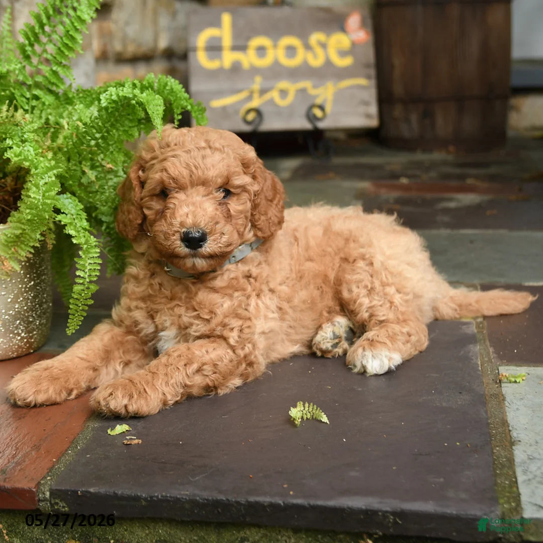 Mini Goldendoodle dogs for sale: Chip - Ad 3