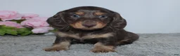 Miniature Dachshund dogs for sale: Rayna - Ad 1