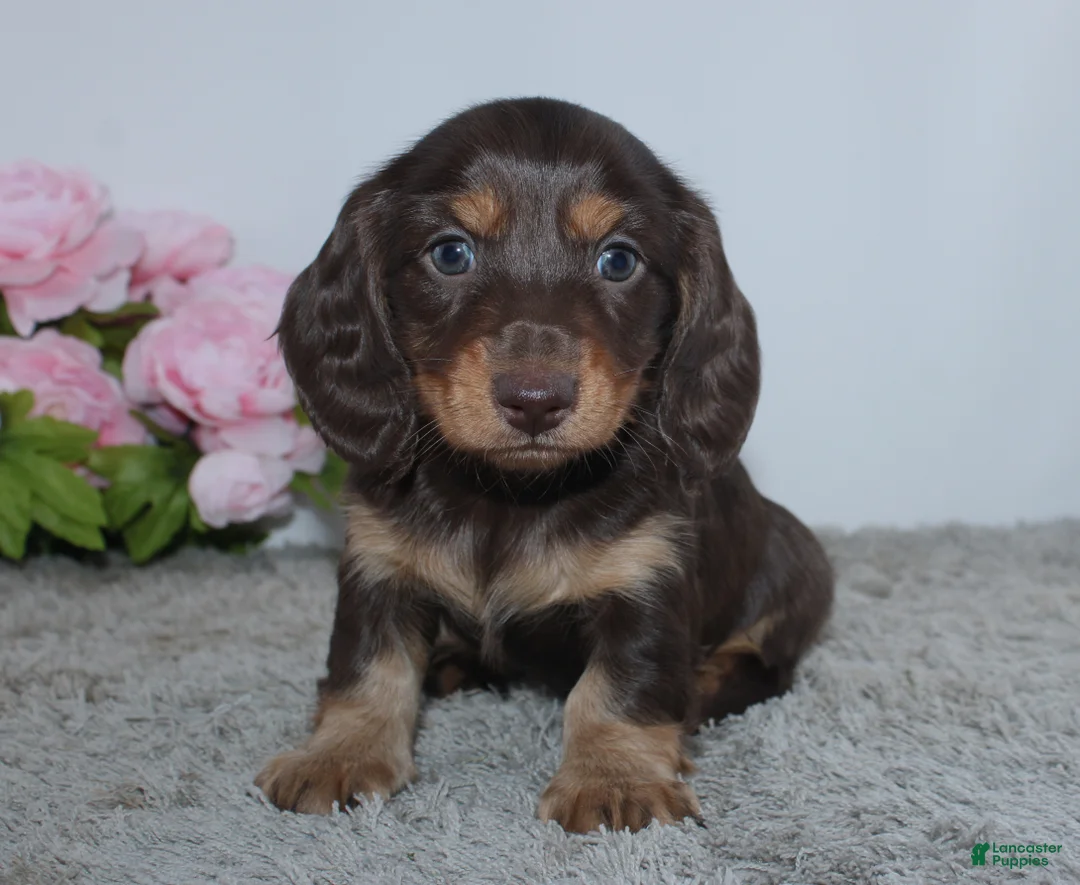 Miniature Dachshund dogs for sale: Rayna - Ad 1
