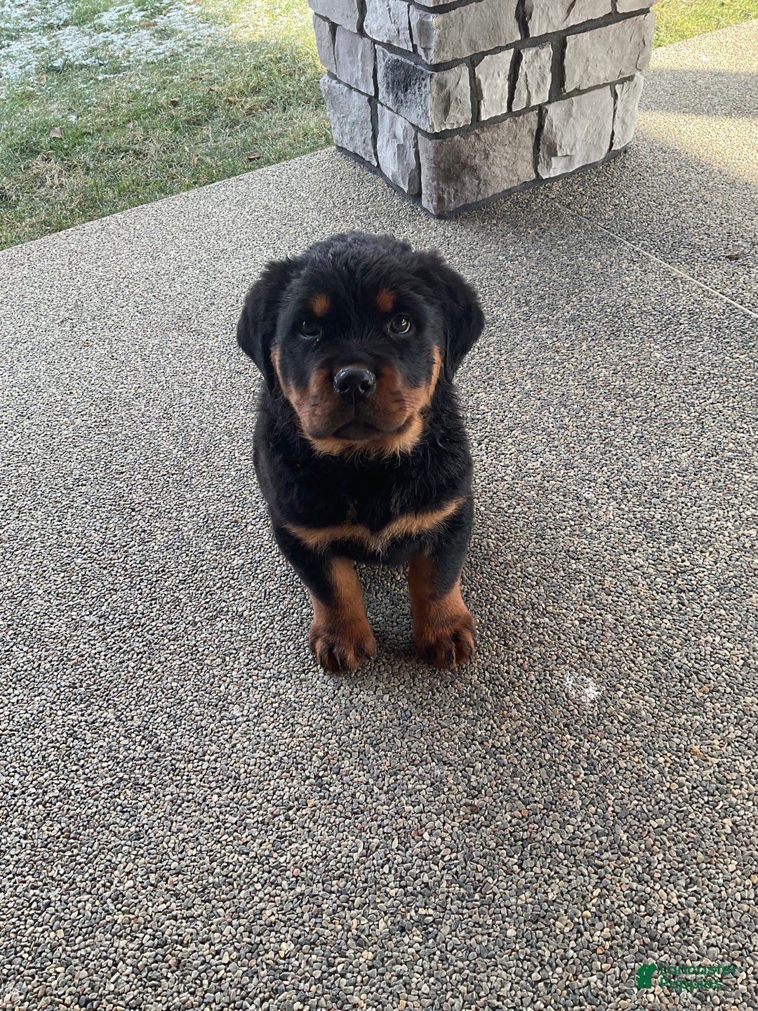 Rottweiler dogs for sale: Rottweiler Puppy 1 - Ad 9