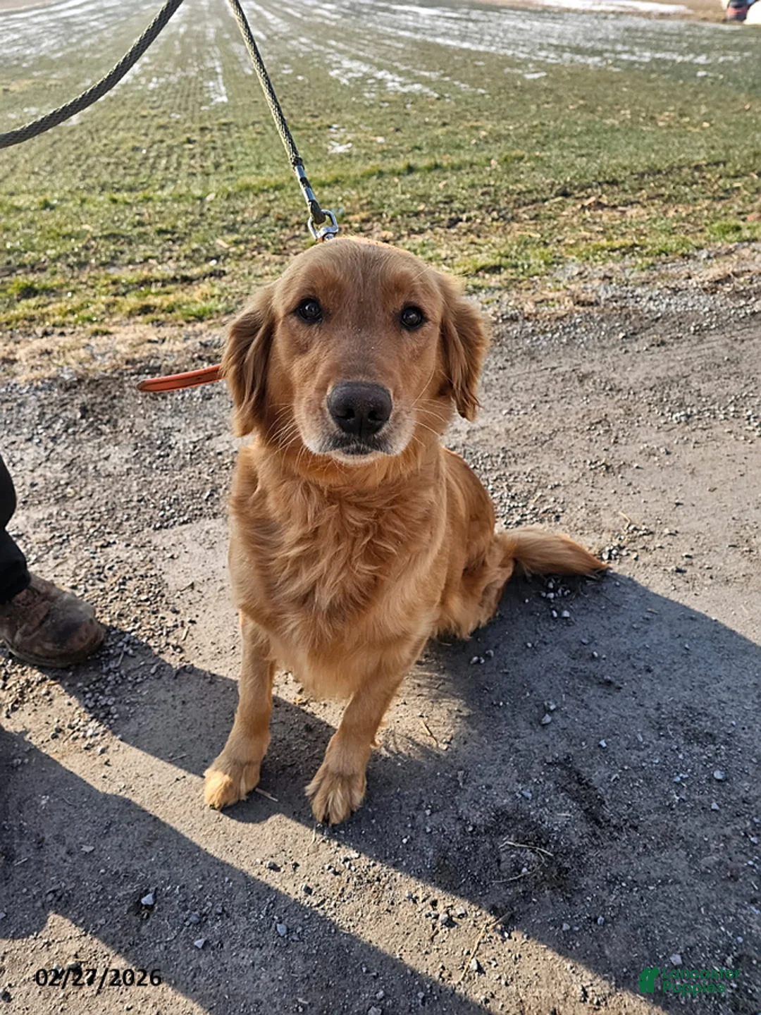 Mixed Breed dogs for sale: Louie - Ad 2