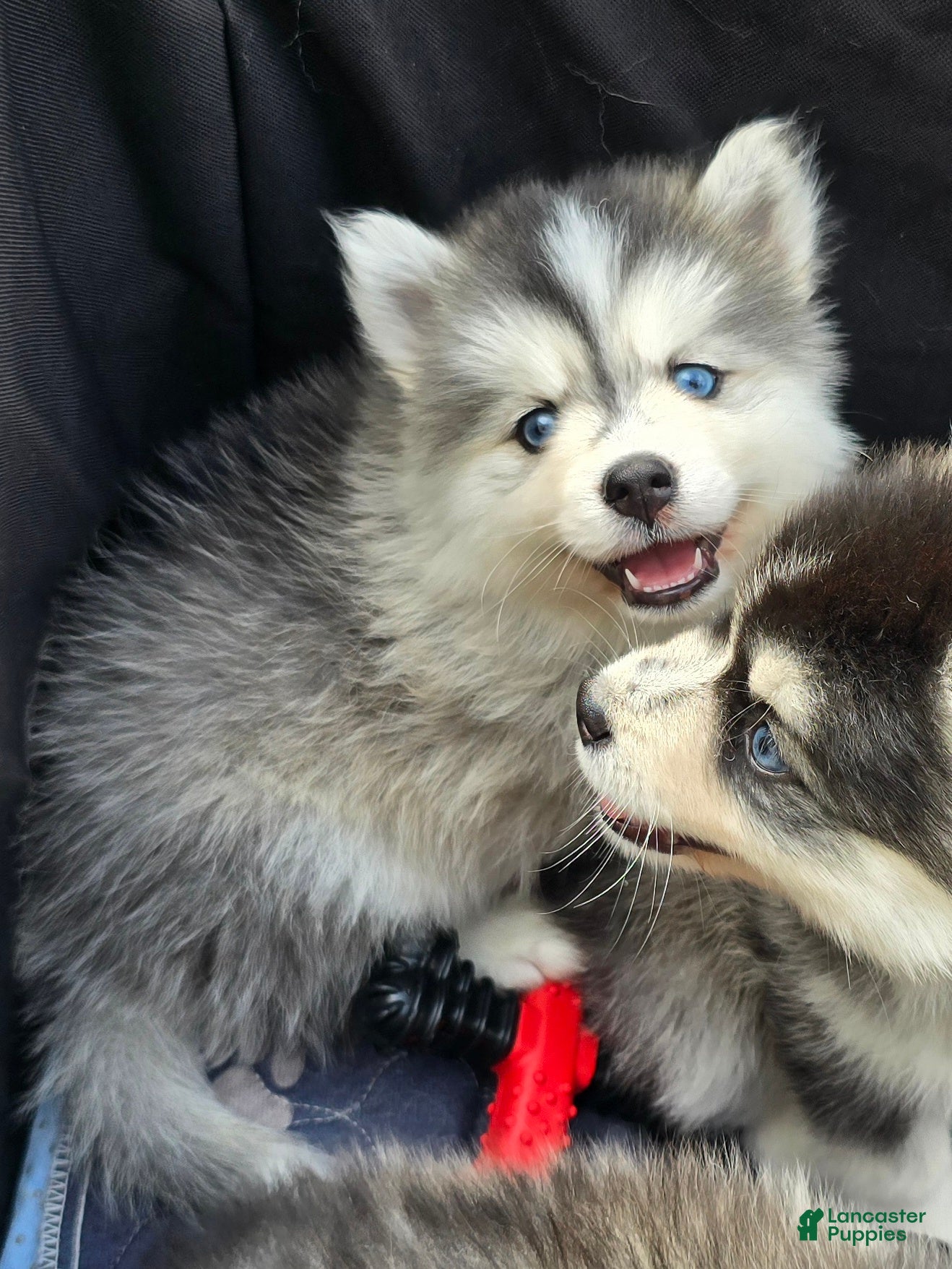 Pomsky dogs Grey mini - Ad 2