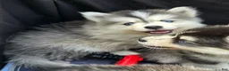 Pomsky dogs for sale: Grey mini - Ad 2