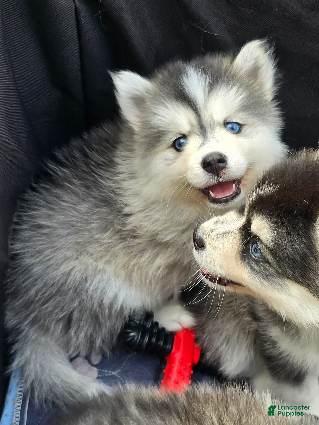 Pomsky dogs for sale: Grey mini - Ad 2