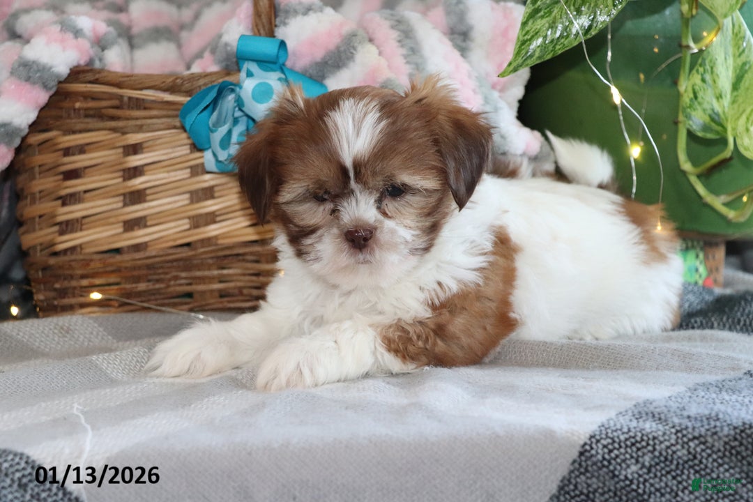 Shih Tzu dogs for sale: Sheila - Ad 1