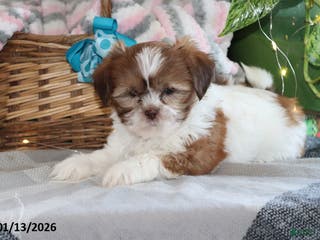 Shih Tzu dogs Sheila - Ad 25
