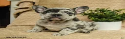 French Bulldog dogs for sale: Astro - Ad 3