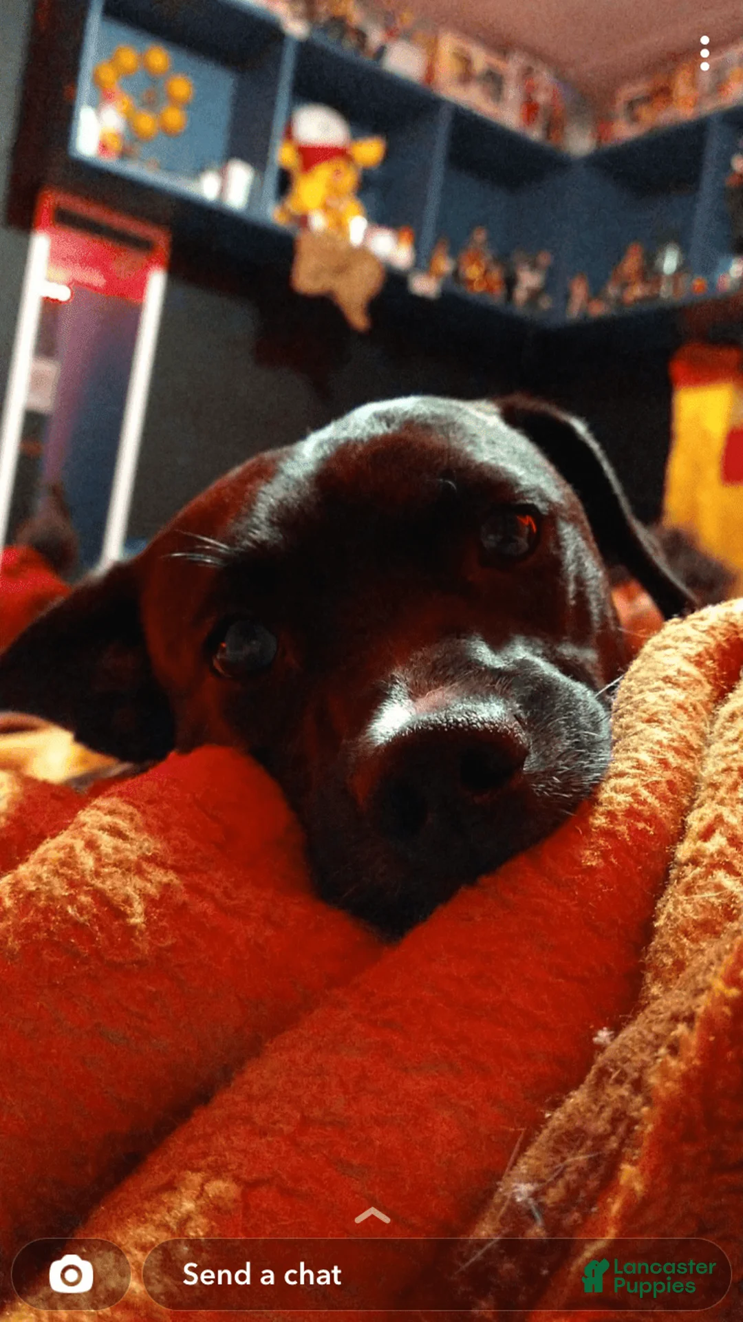 Gallery Image {{count}}