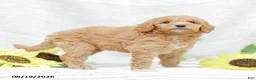 Goldendoodle dogs for sale: Jessie - Ad 6