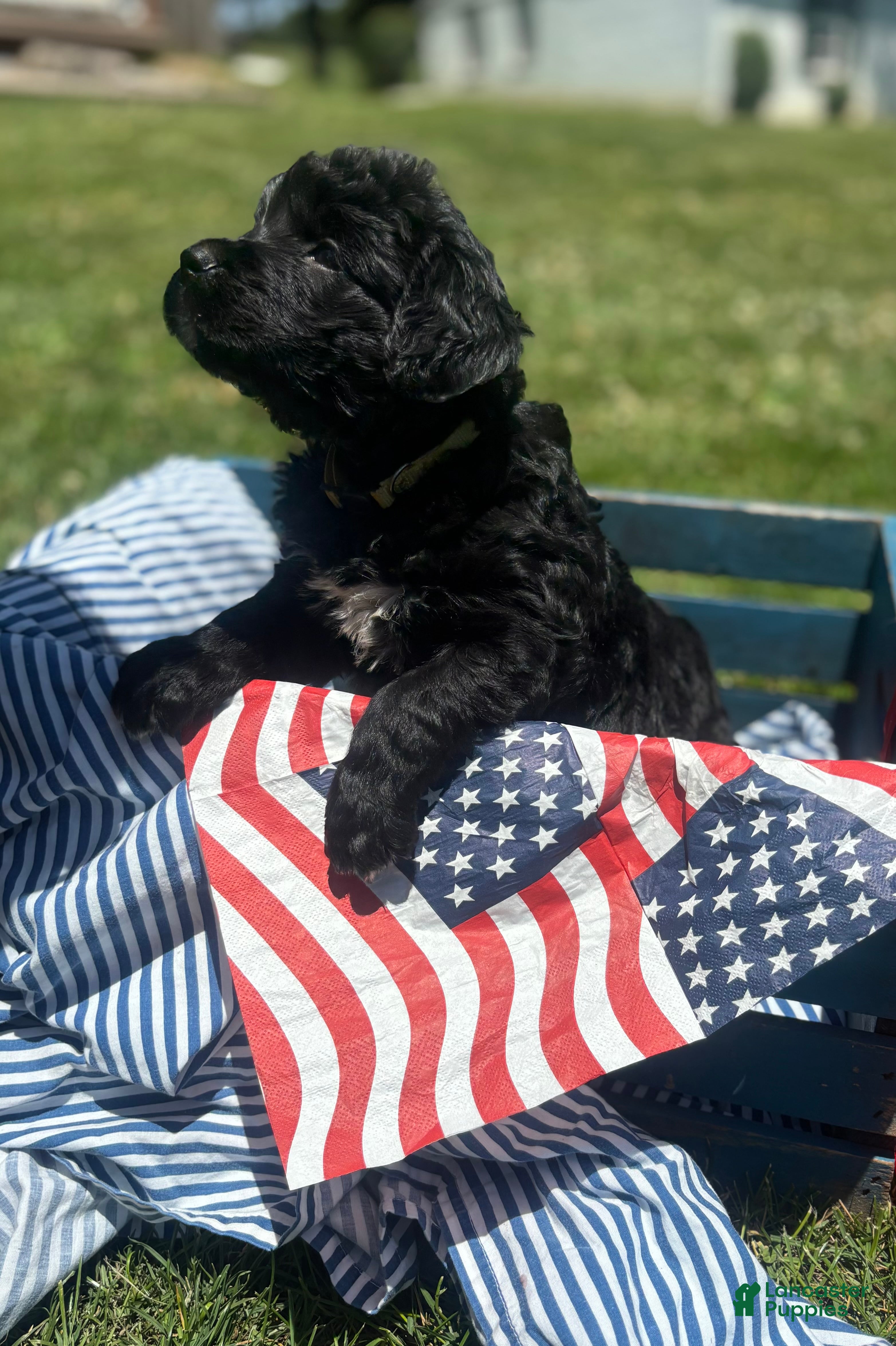 Mixed Breed dogs for sale: Oreo - Ad 1