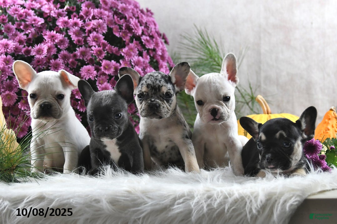 French Bulldog dogs for sale: Wrenlee - Ad 13