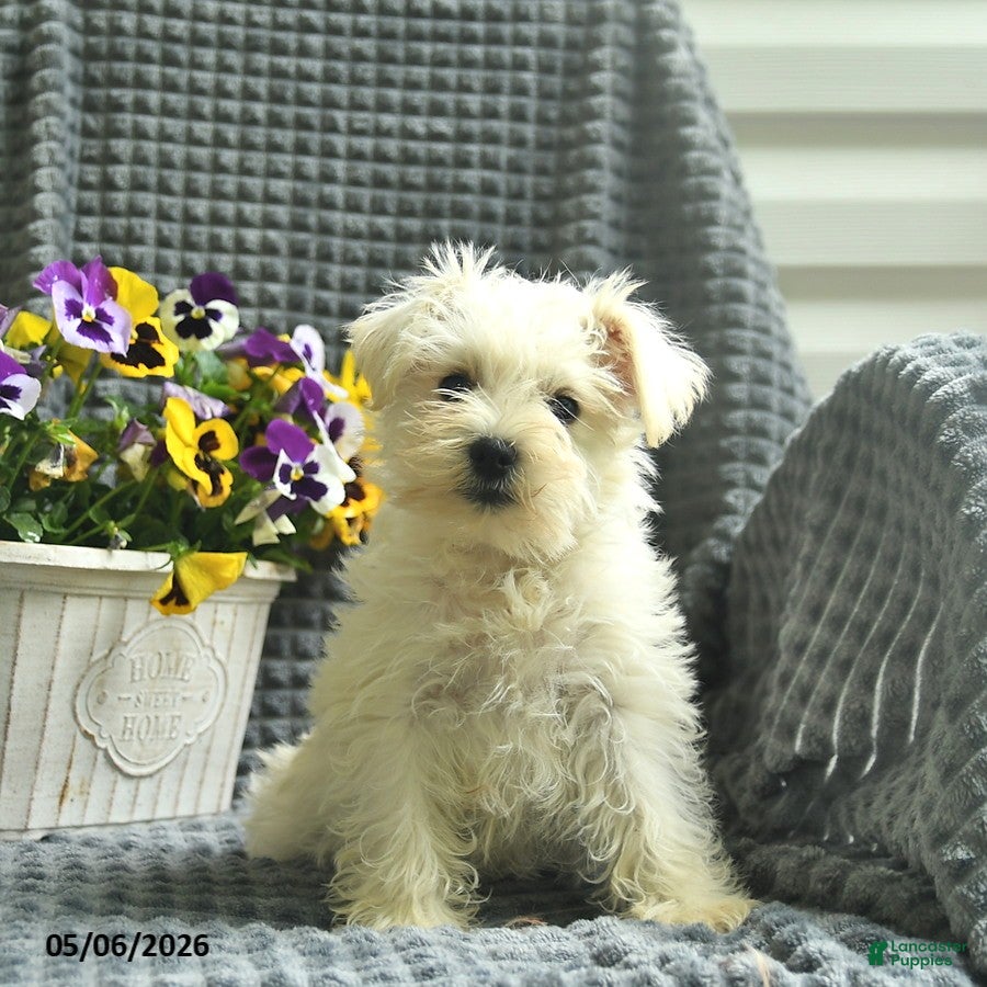 Miniature Schnauzer dogs Banjo  - Ad 1