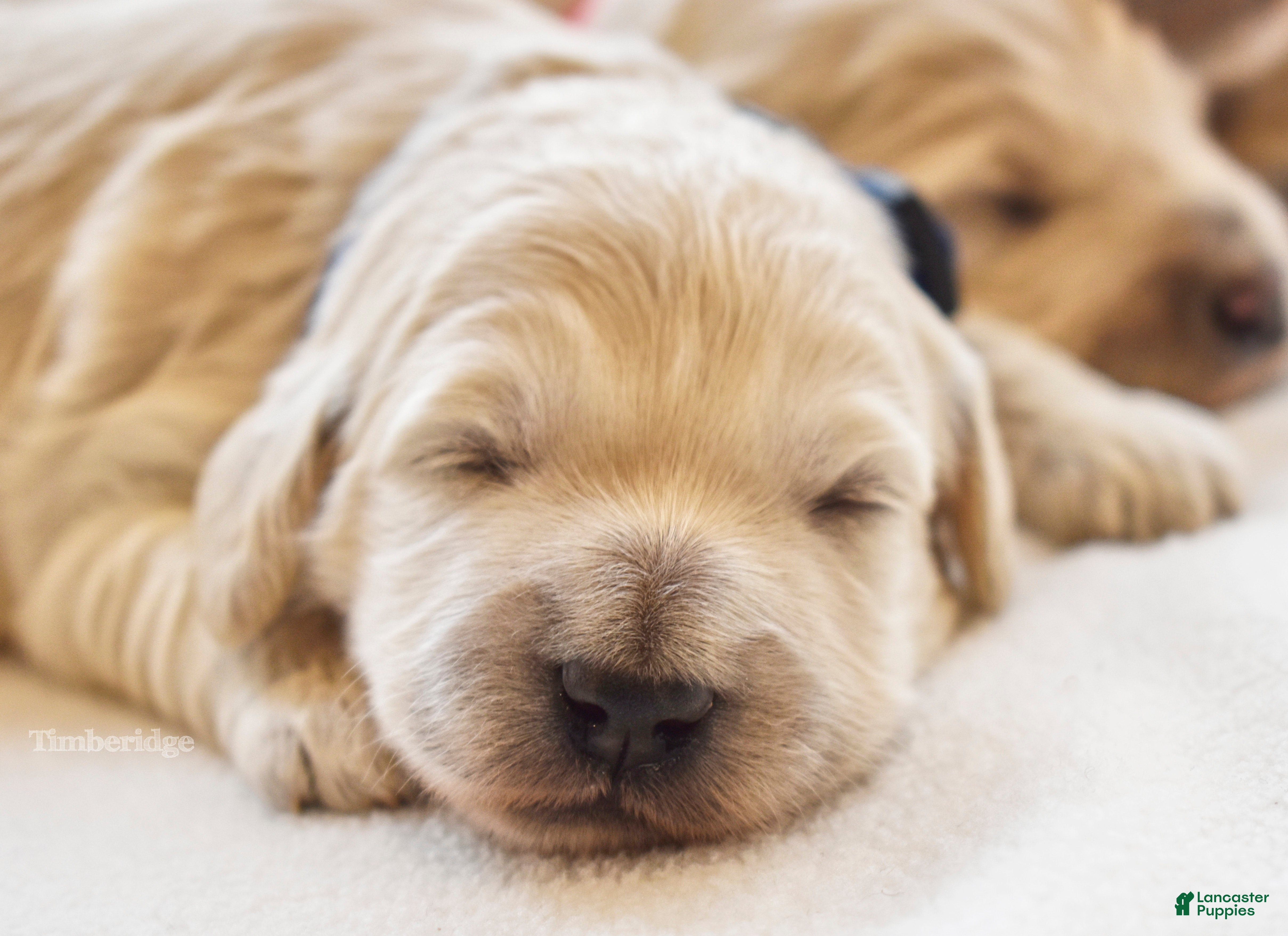 Goldendoodle dogs Blue - Ad 1