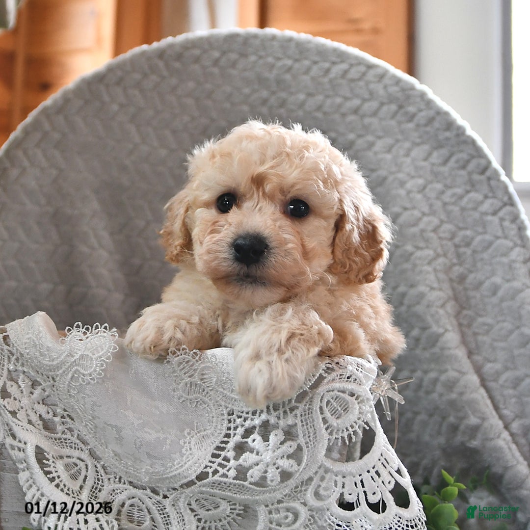 Cavachon dogs for sale: Miles - Ad 3