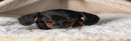 Miniature Dachshund dogs for sale: Cocoa - Ad 6