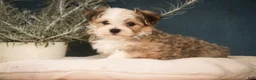 Havanese dogs for sale: Webster Havanese  - Ad 7