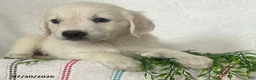 Golden Retriever dogs for sale: Chloe - Ad 4
