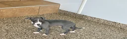 Italian Greyhound dogs for sale: TJ  - Ad 8