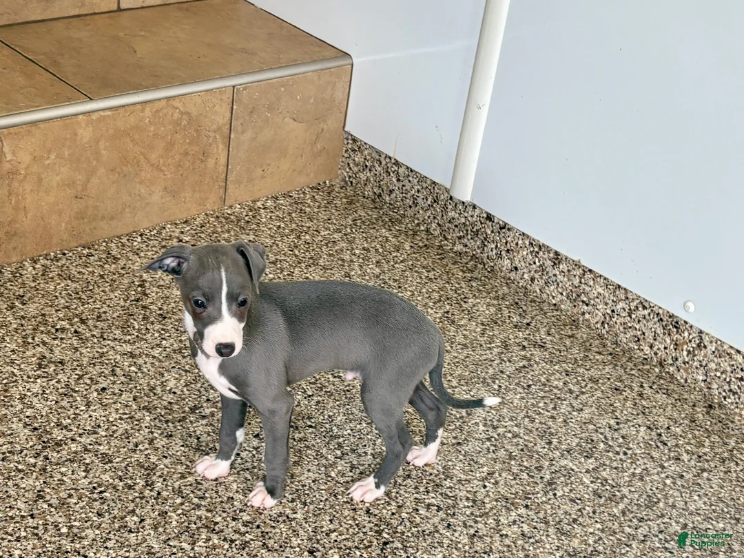 Italian Greyhound dogs for sale: TJ  - Ad 8