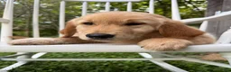 Golden Retriever dogs for sale: Duke - Ad 10