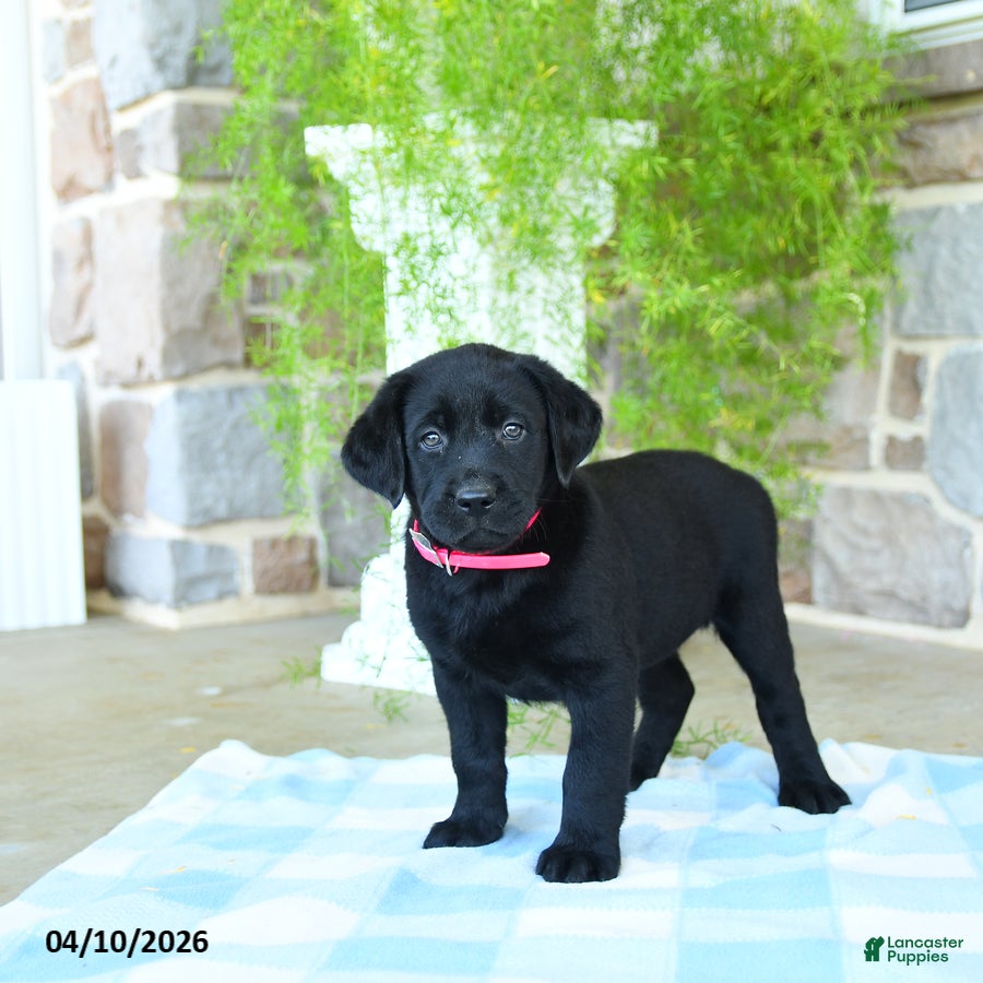 Labrador Retriever dogs Cherry - Ad 1