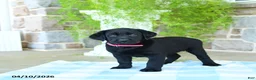 Labrador Retriever dogs for sale: Cherry - Ad 1