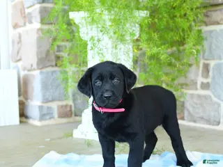 Labrador Retriever dogs for sale: Cherry - Ad 1