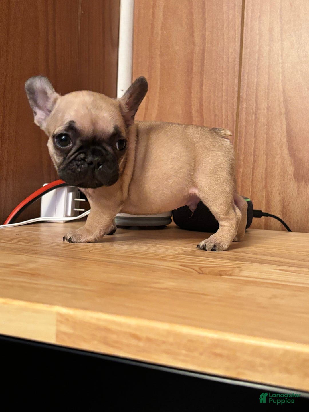 French Bulldog dogs for sale: French Bulldog Puppy 6 - Ad 1