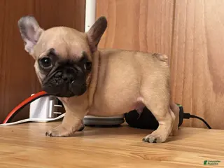 French Bulldog dogs French Bulldog Puppy 6 - Ad 3