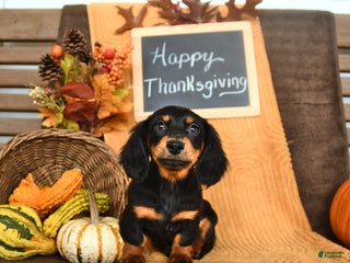 Miniature Dachshund dogs - Ad 9