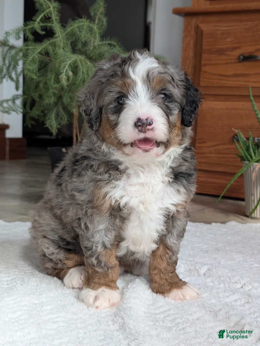 Mini Bernedoodle dogs for sale: Mini Baker  - Ad 1