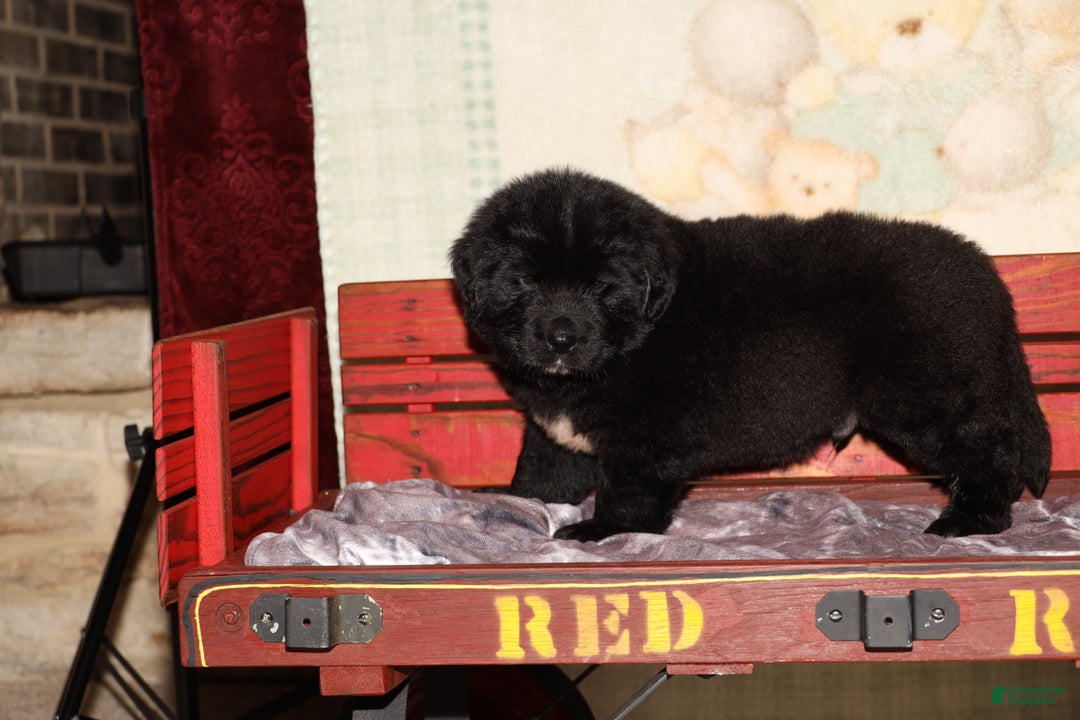 Newfoundland dogs for sale: Cooper - Ad 1