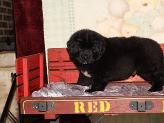 Newfoundland dogs Cooper - Ad 28