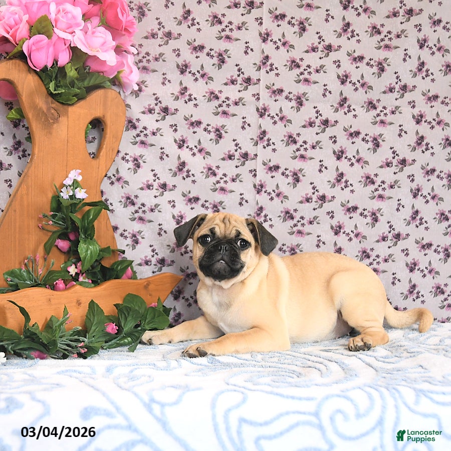 Pug dogs Larine - Ad 2