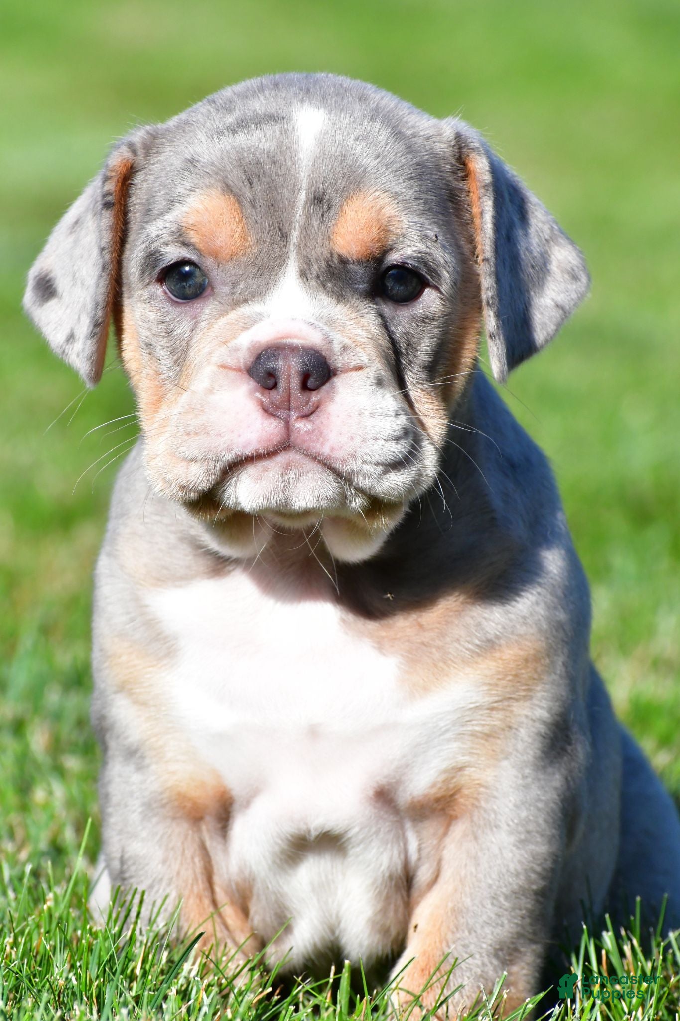 Beabull dogs Jasmine - Ad 2