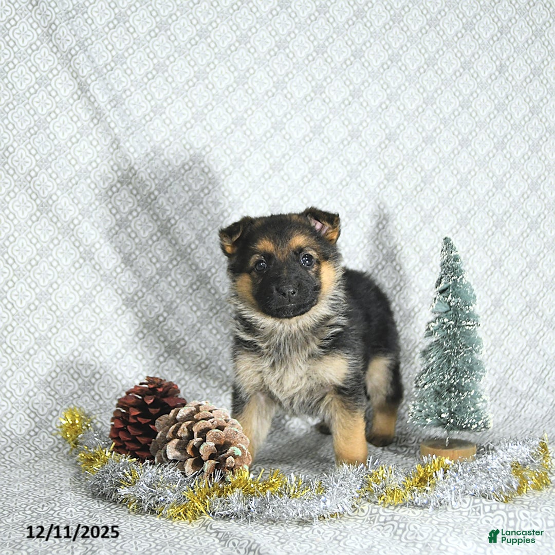 German Shepherd dogs for sale: Macey - Ad 4