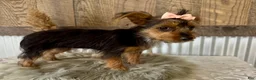 Yorkshire Terrier dogs for sale: Sage - Ad 6
