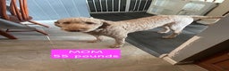 Miniature Labradoodle dogs for sale: Labradoodle Puppy 3 - Ad 11