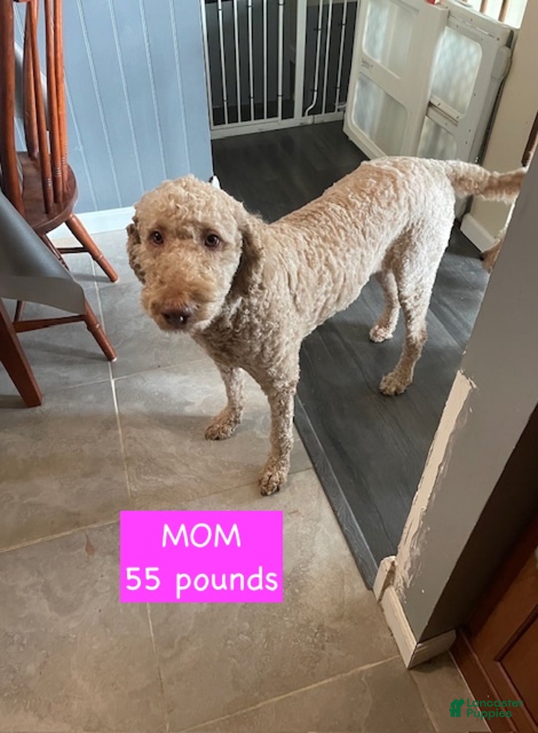 Miniature Labradoodle dogs for sale: Labradoodle Puppy 3 - Ad 11