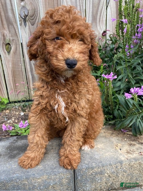 Mini Goldendoodle dogs Nick  - Ad 1