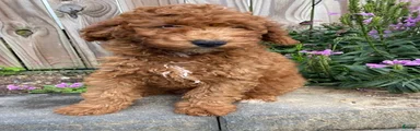 Nick 