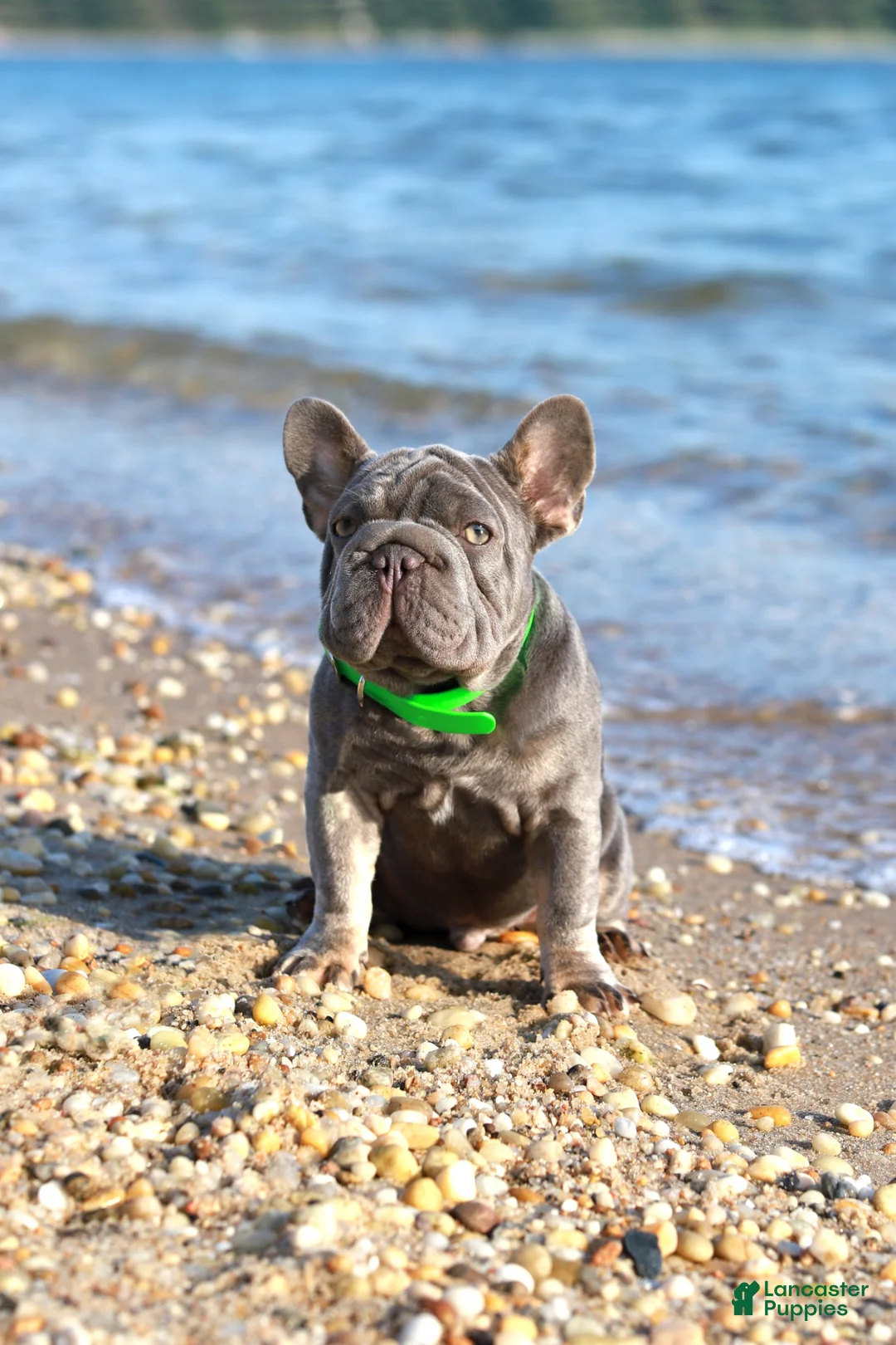 French Bulldog dogs for sale: Ralf  - Ad 1