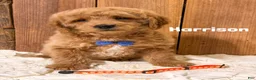 Mini Goldendoodle dogs for sale: Harrison - Ad 1