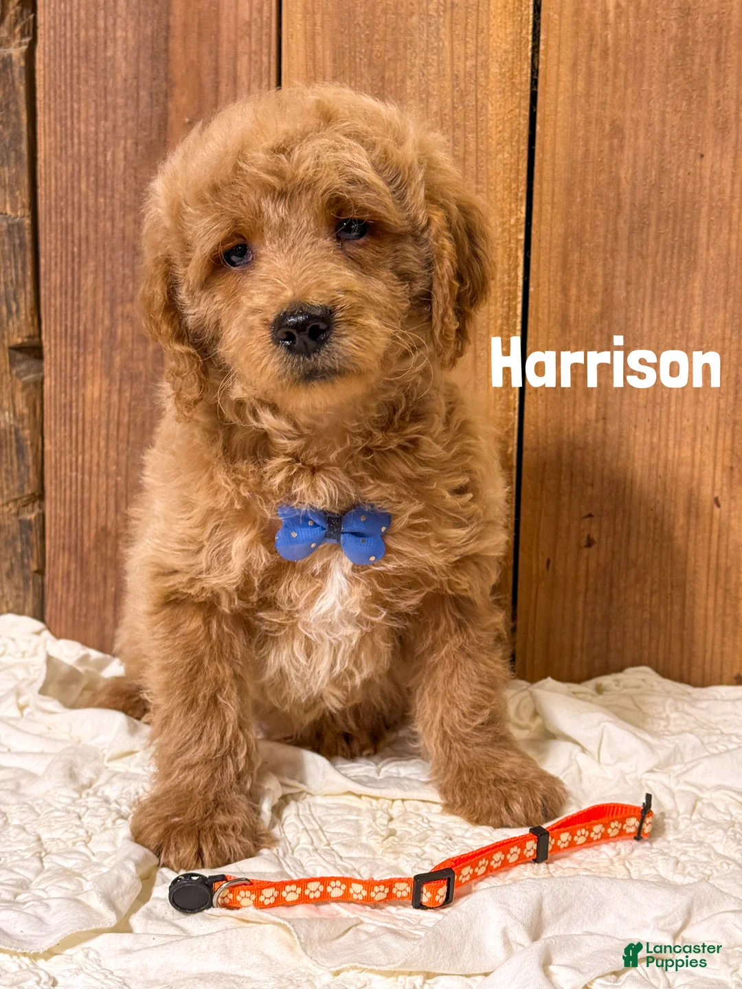 Mini Goldendoodle dogs for sale: Harrison - Ad 1